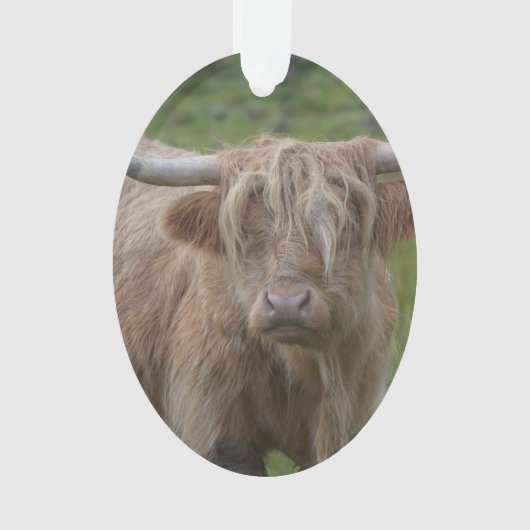 Shaggy Blonde Highland Cow Ornament (voorkant)