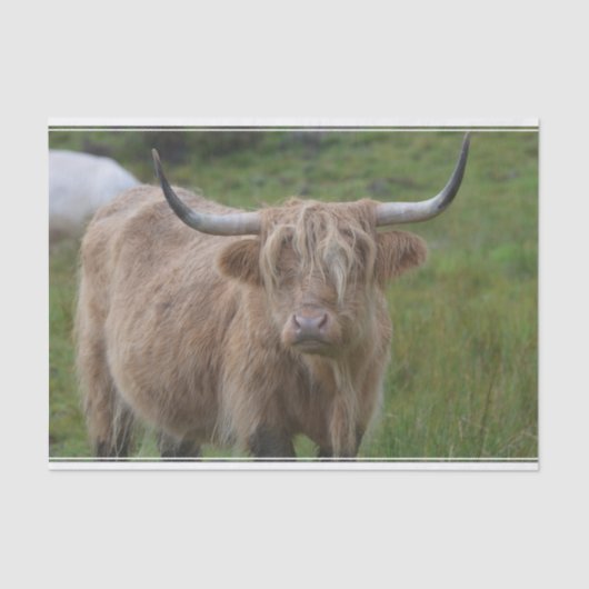 Shaggy Blonde Highland Cow Tissuepapier (Voorkant)