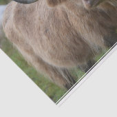 Shaggy Blonde Highland Cow Tissuepapier (Detail)