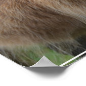 Shaggy Blonde Highland Koe Poster (Hoek)