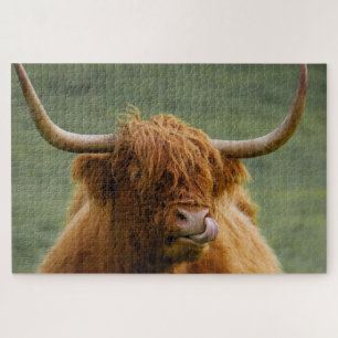 Shaggy Hazard Scottish Highland Cow Natuur Animal Legpuzzel
