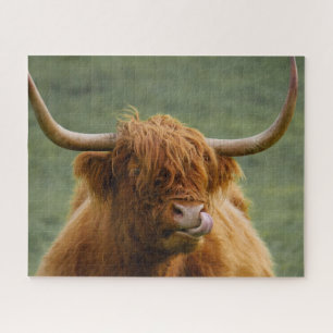 Shaggy Hazard Scottish Highland Koe Natuur Animal Legpuzzel