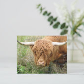Shaggy Highland Cow Briefkaart (Staand voorkant)