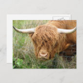 Shaggy Highland Cow Briefkaart (Voorkant / Achterkant)
