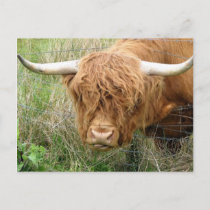 Shaggy Highland Cow Briefkaart