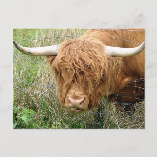 Shaggy Highland Cow Briefkaart (Voorkant)