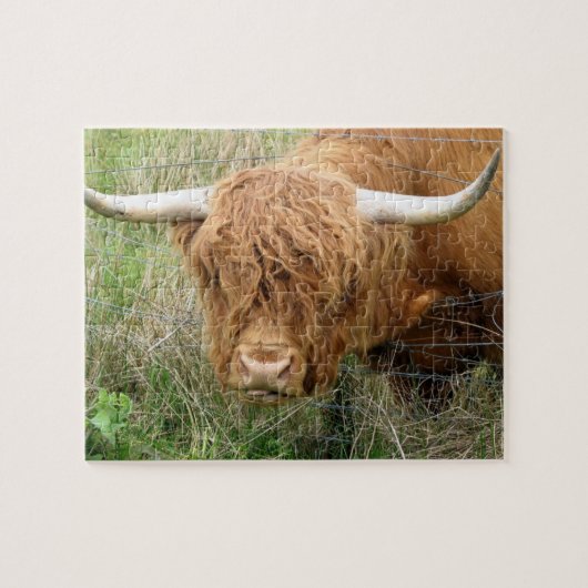 Shaggy Highland Cow Puzzle Legpuzzel (Horizontaal)