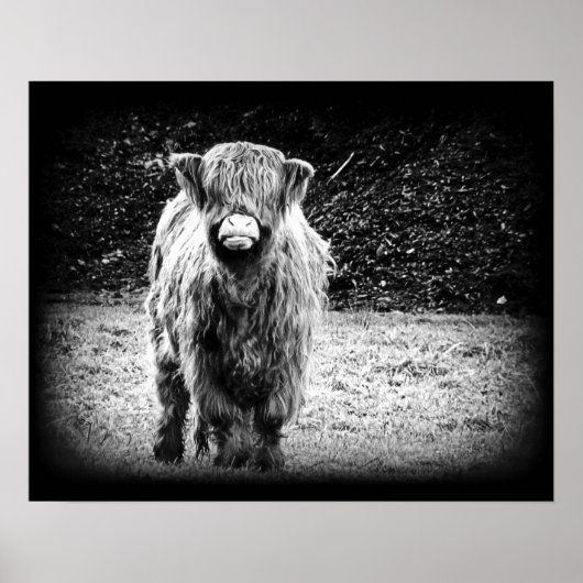 Shaggy Highland Koe Foto (zwart-wit) Poster (Voorkant)