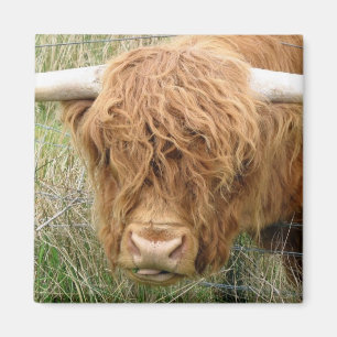 Shaggy Highland Koe Magneet