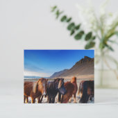 Shaggy Iceland Horses Briefkaart (Staand voorkant)