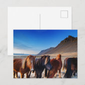 Shaggy Iceland Horses Briefkaart (Voorkant / Achterkant)
