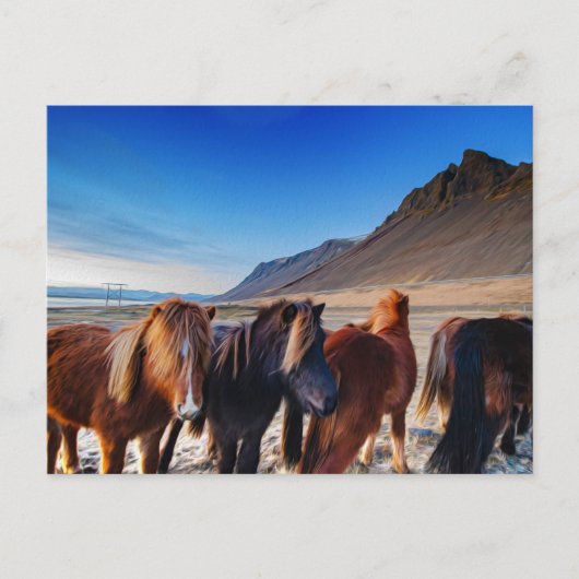 Shaggy Iceland Horses Briefkaart (Voorkant)