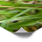 Shaggy Ink Pet Paddenstoel Poster (Hoek)