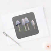 Shaggy Mane Coprinus comatus Vierkante Sticker (Envelop)