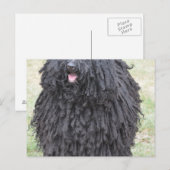 Shaggy Puli Dog Briefkaart (Voorkant / Achterkant)