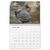 Shaggy Shack Calendar Kalender (Jan 2027)