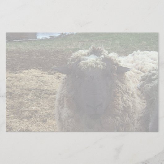 Shaggy Sheep Briefpapier (Voorkant)