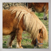 Shaggy Shetland Pony Poster (Voorkant)