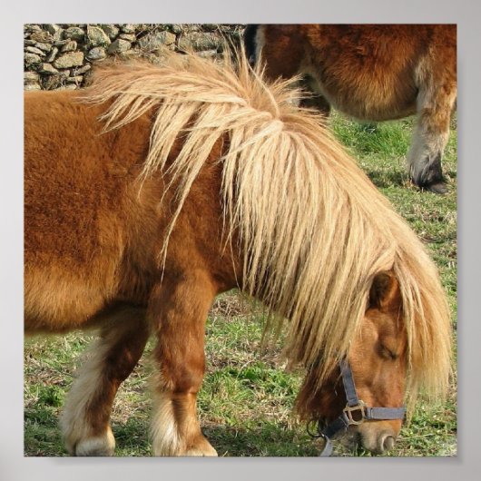 Shaggy Shetland Pony Poster (Voorkant)