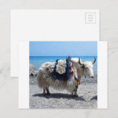 Shaggy Yak die een heldere CO2-uitloging heeft Briefkaart (Voorkant / Achterkant)