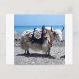 Shaggy Yak die een heldere CO2-uitloging heeft Briefkaart