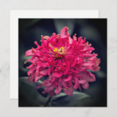 Shaggy Zinnia bedankt (Voorkant / Achterkant)