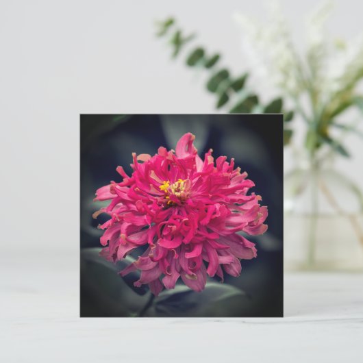 Shaggy Zinnia bedankt (Staand voorkant)