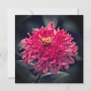 Shaggy Zinnia bedankt