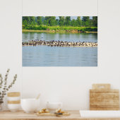 Shags, Donau Poster (Keuken)