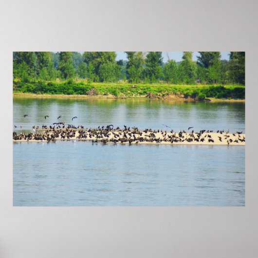 Shags, Donau Poster (Voorkant)