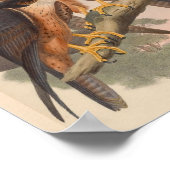 Shaheen Falcon Bird  Art Print (Hoek)