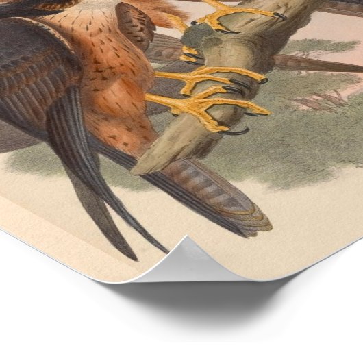 Shaheen Falcon Bird  Art Print (Hoek)
