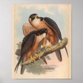 Shaheen Falcon Bird  Art Print (Voorkant)
