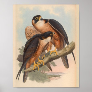 Shaheen Falcon Bird  Art Print