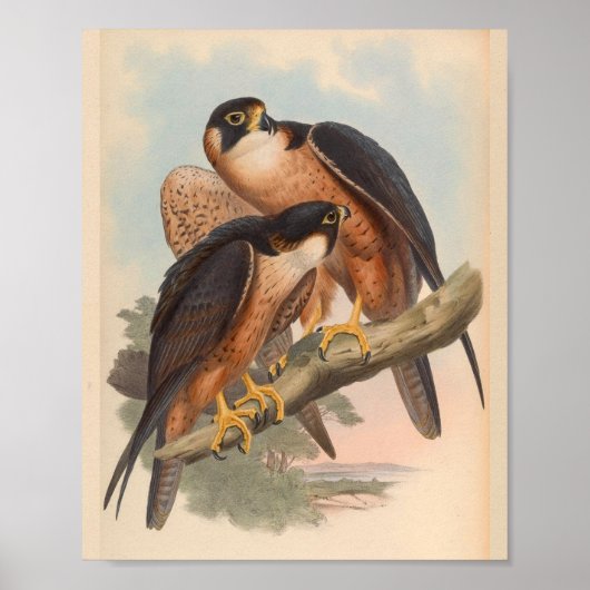 Shaheen Falcon Bird  Art Print (Voorkant)