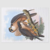 Shaheen Falcon Bird Decoupage Tissuepapier (Voorkant)