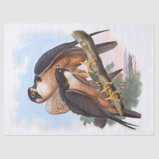 Shaheen Falcon Bird Decoupage Tissuepapier (Voorkant)