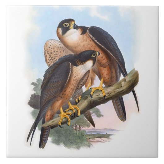  Shaheen Falcon Vogeldier Illustratie Tegeltje (Voorkant)