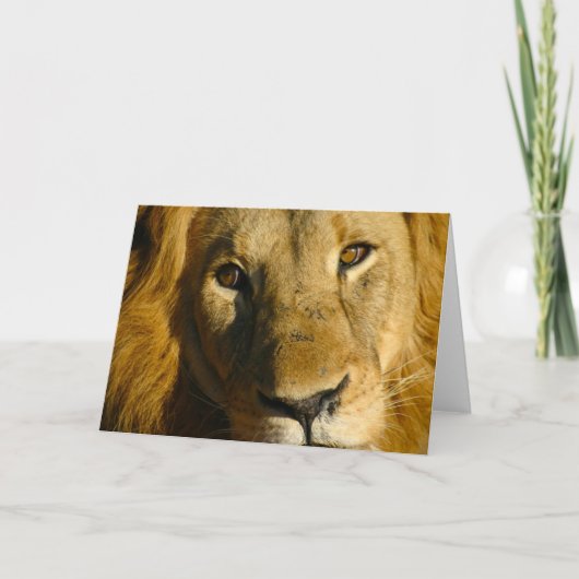 Shaka Eye of the Lion Kaart (Voorkant)