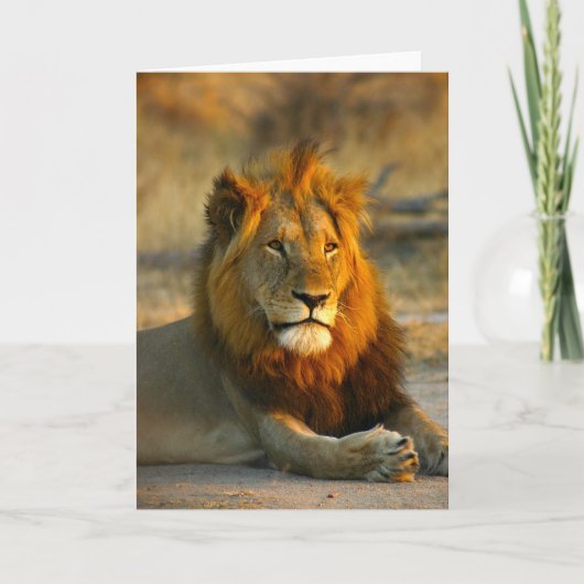 Shaka the Lion at Sunset Kaart (Voorkant)
