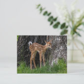 Shaky Legs Fawn Briefkaart (Staand voorkant)