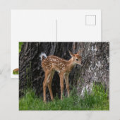Shaky Legs Fawn Briefkaart (Voorkant / Achterkant)