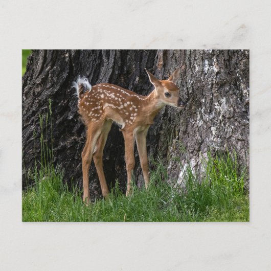 Shaky Legs Fawn Briefkaart (Voorkant)