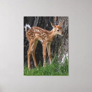 Shaky Legs Fawn Canvas Afdruk