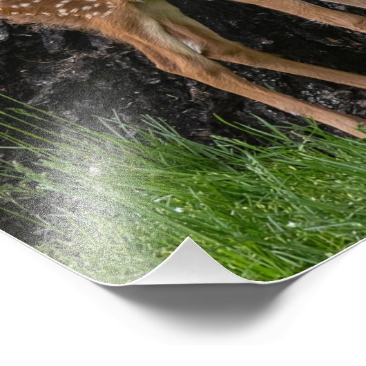 Shaky Legs Fawn Foto Afdruk (Hoek)