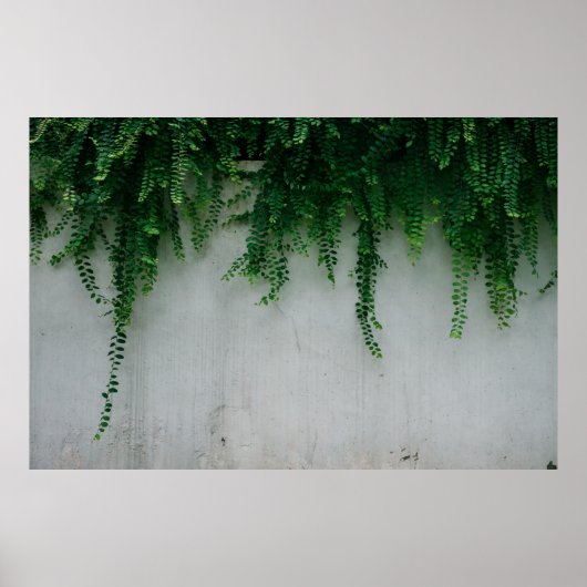 SHALLOW FOCUS FOTO VAN FERN-PLANTEN POSTER (Voorkant)