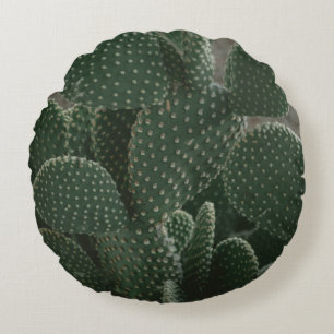 SHALLOW FOCUS FOTOGRAFIE VAN CACTUS ROND KUSSEN