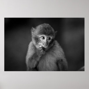 SHALLOW FOCUS FOTOGRAPHY OF BLACK MONKEY POSTER