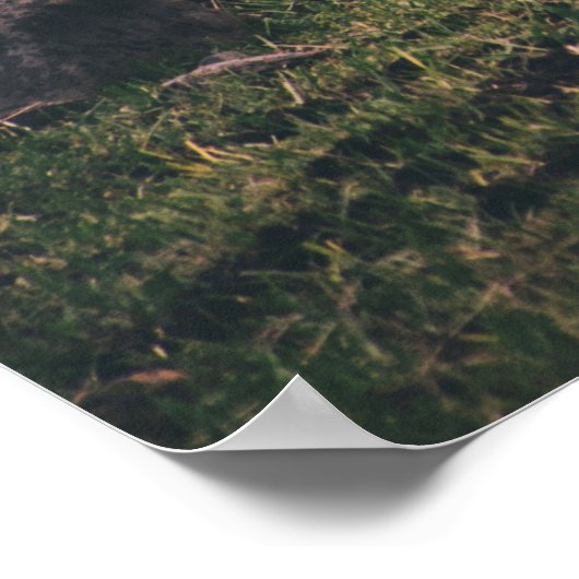 SHALLOW FOCUS FOTOGRAPHY OF HORSES POSTER (Hoek)