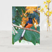 Shama Thrush Kaart (Gele Bloem)